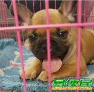 昆明买法国斗牛犬 昆明本地狗场出售漂亮法牛