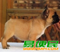 昆明买法国斗牛犬 昆明本地狗场出售漂亮法牛