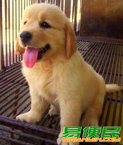 楚雄哪里卖纯种金毛公母都有包纯种健康品质 楚雄哪里卖纯种金毛公母都有包纯种健康品质