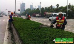 郴州园林绿化养护苗木修剪