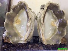 海南砗磲厂家出售血砗磲摆件砗磲原贝