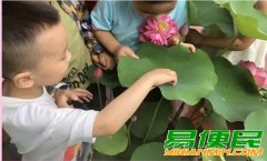 苏州少儿暑假夏令营赏千亩荷花人与自然探索体验营活动拓展报名中