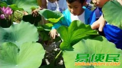苏州少儿暑假夏令营赏千亩荷花人与自然探索体验营活动拓展报名中