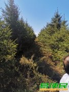 海伦市林地转让